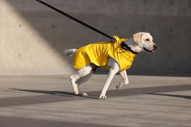 养宠人买出80亿装备新蓝海不朽情缘游戏网站登录中国(图9)